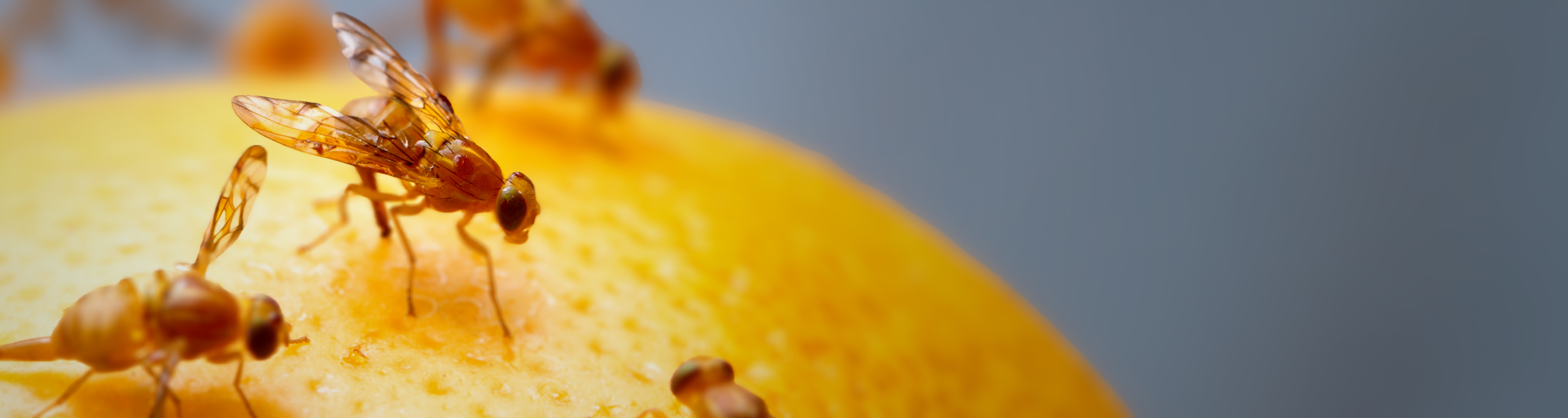 mouches à fruits