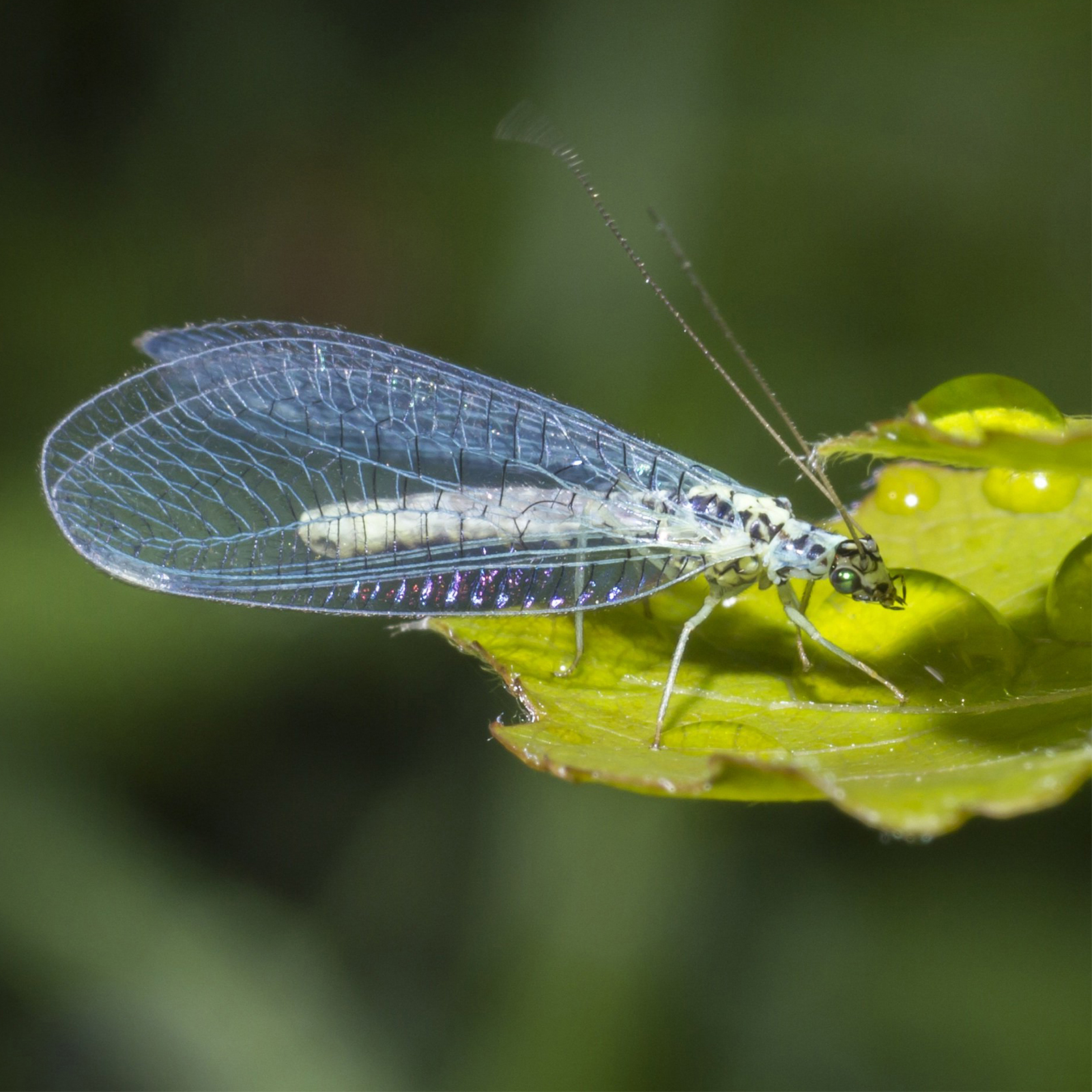 Durch den Unterschlupf bleiben die Insekten länger in Ihrem Garten und helfen beim Schutz des Gartens. 
