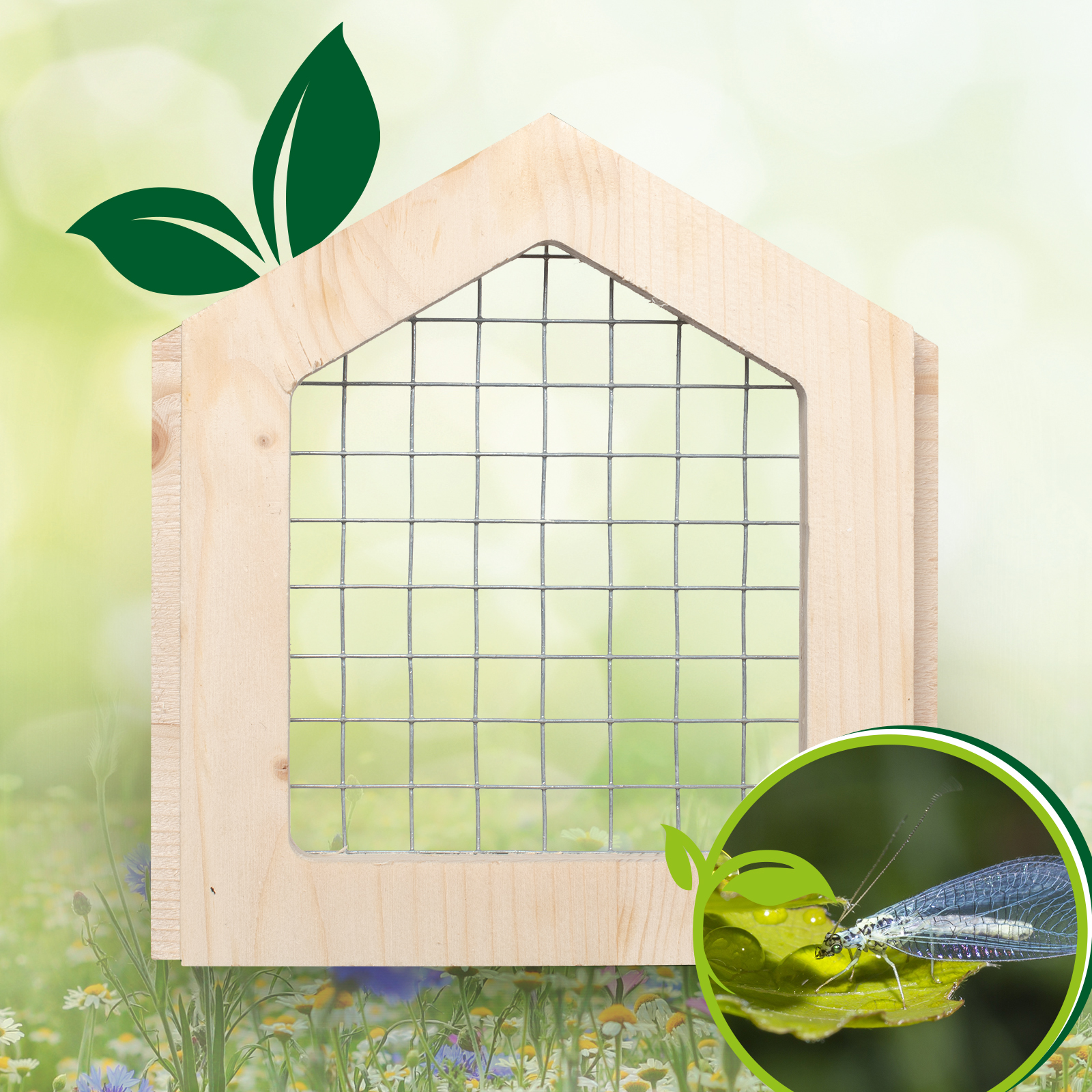 Florfliegen und Ohrenkneifer sind überaus nützlich im Garten denn sie fressen Blattläuse und halten den Garten gesund. 