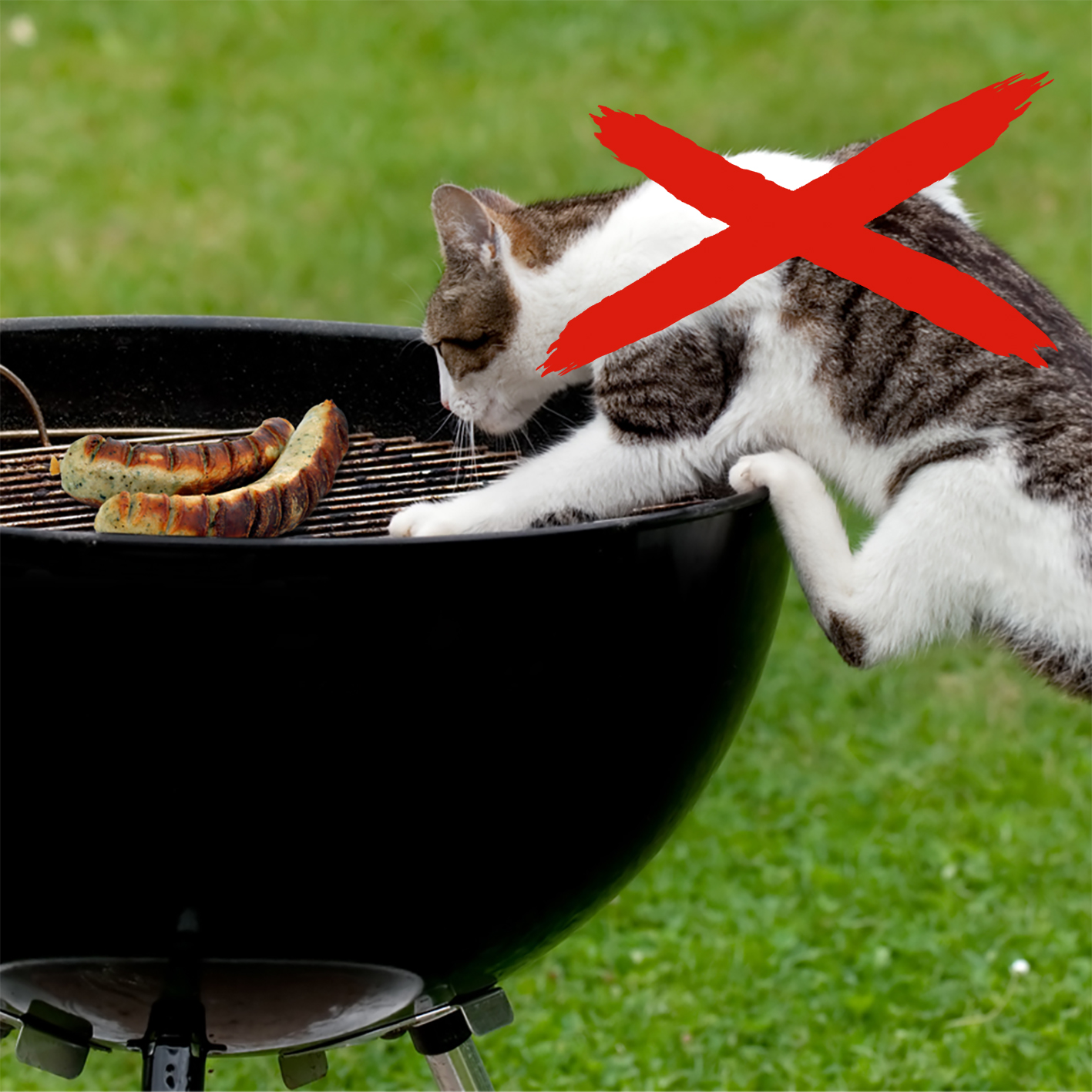 Freche Katzen machen genau dann Ärger in unseren Gärten wenn wir nicht hinsehen.