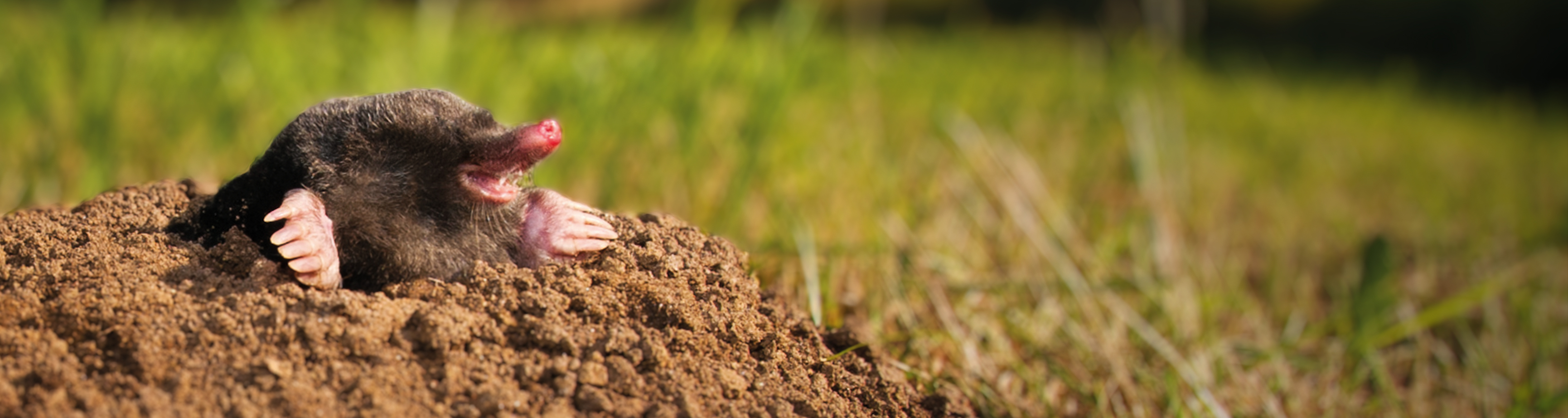 Ein Maulwurf guck aus seinem maulwurfshügel