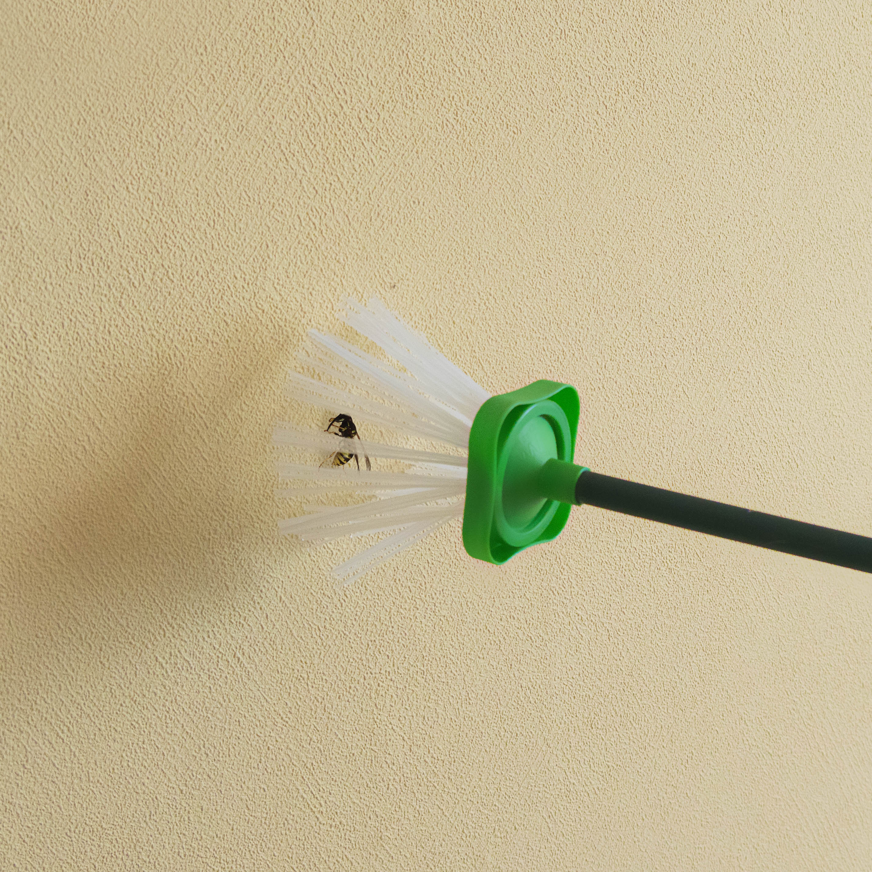 Sie können damit auch andere Insekten aus sicherer Entfernung fangen und nach Draußen bringen. 