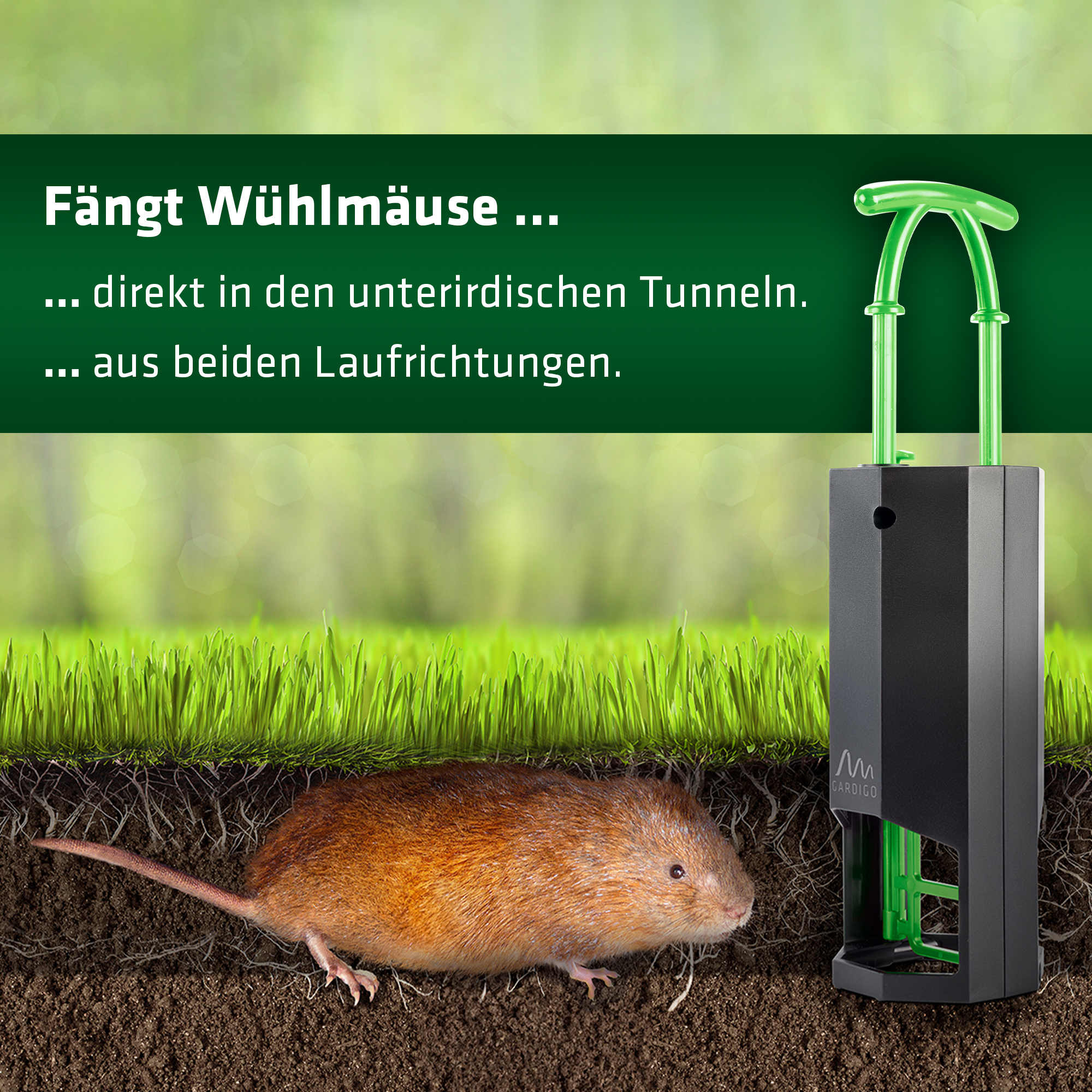 Mit der Kunststofffalle gegen Wühlmäuse fangen Sie die Nager direkt im Tunnel. 