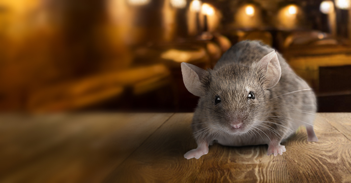 Anti Souris