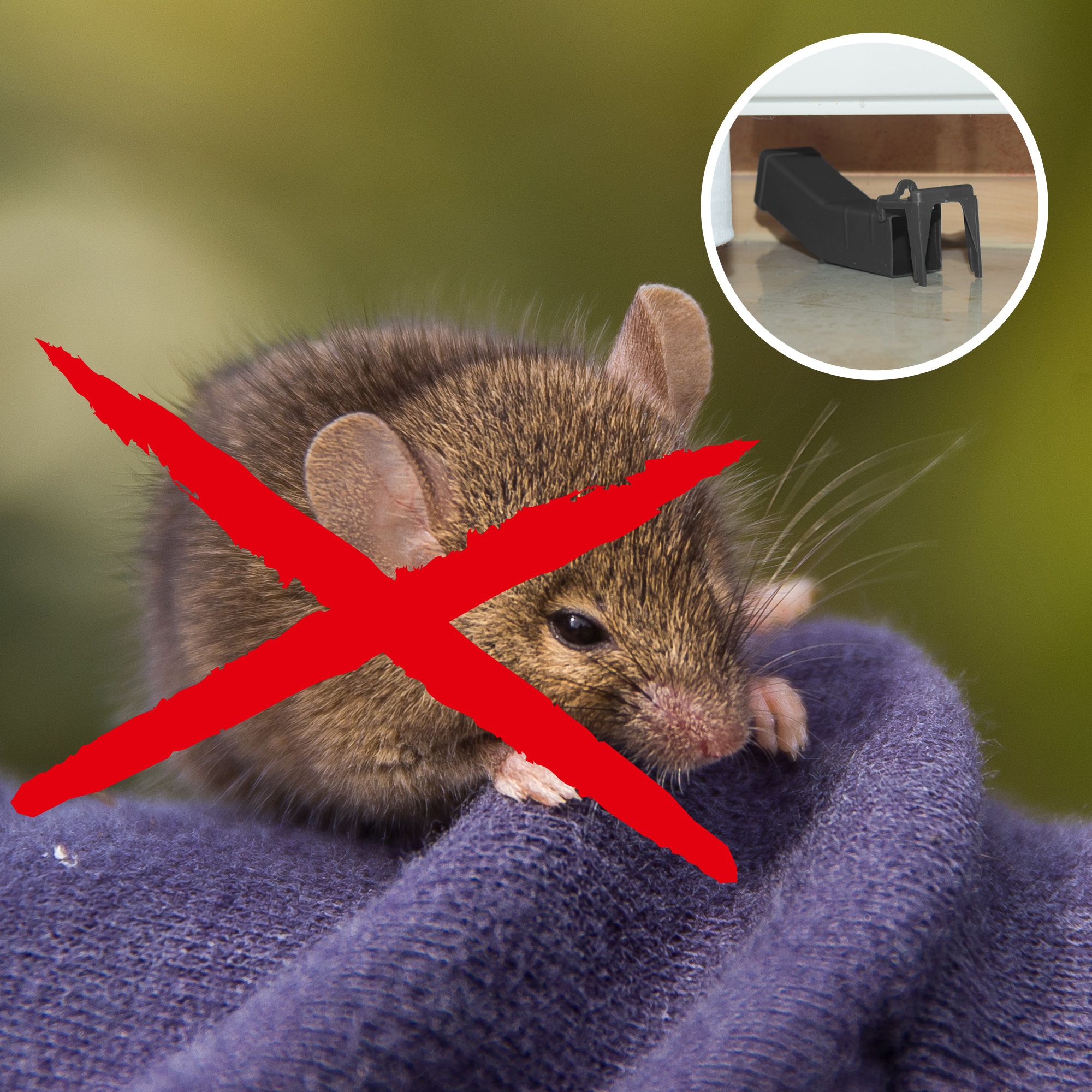 Sie wollen die Maus loswerden aber nicht töten? Wir raten zu unserer Lebendfalle.