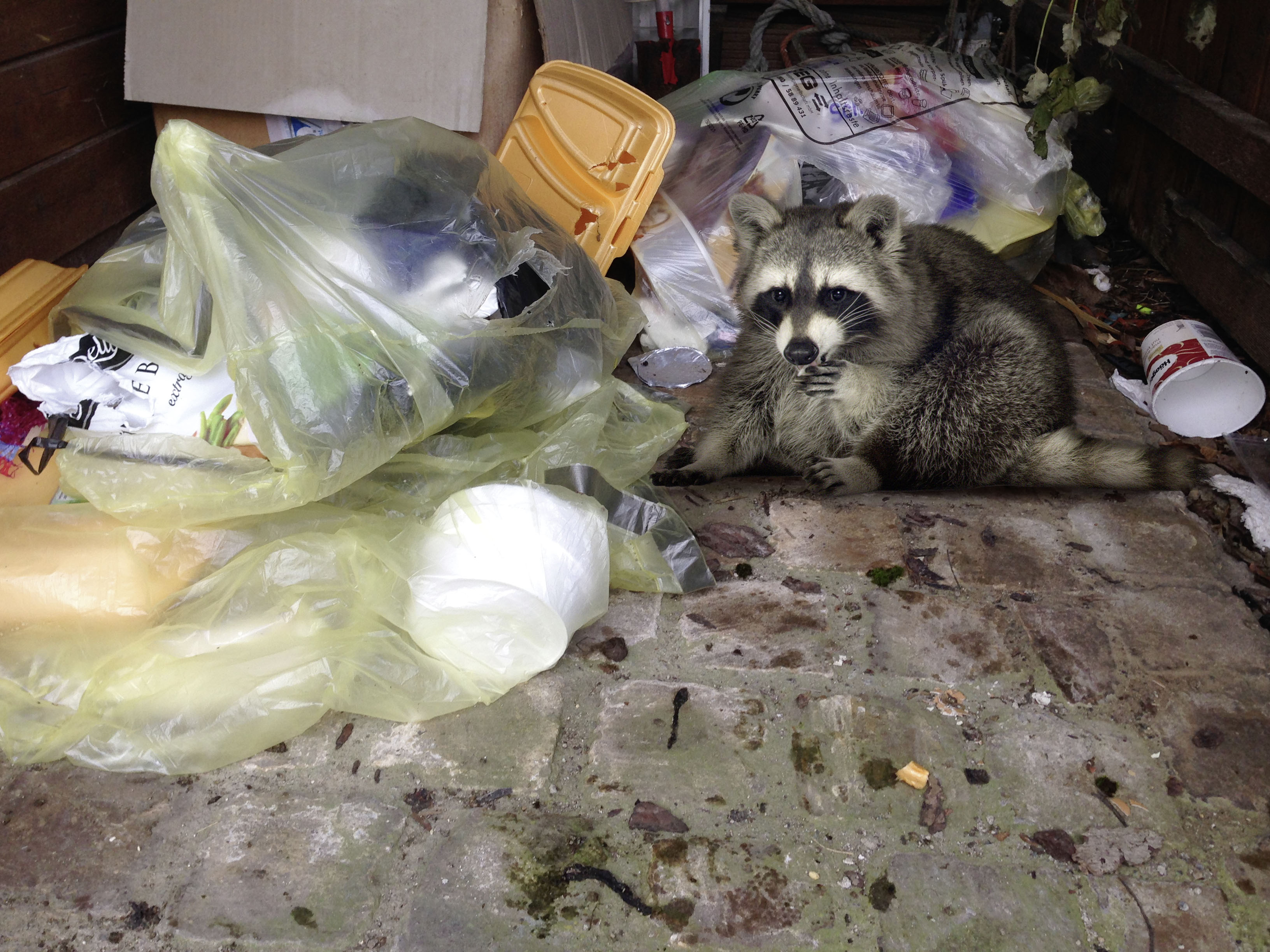 Denn gelangen die Tiere an den Abfall hinterlassen sie meist ein großes Chaos. 