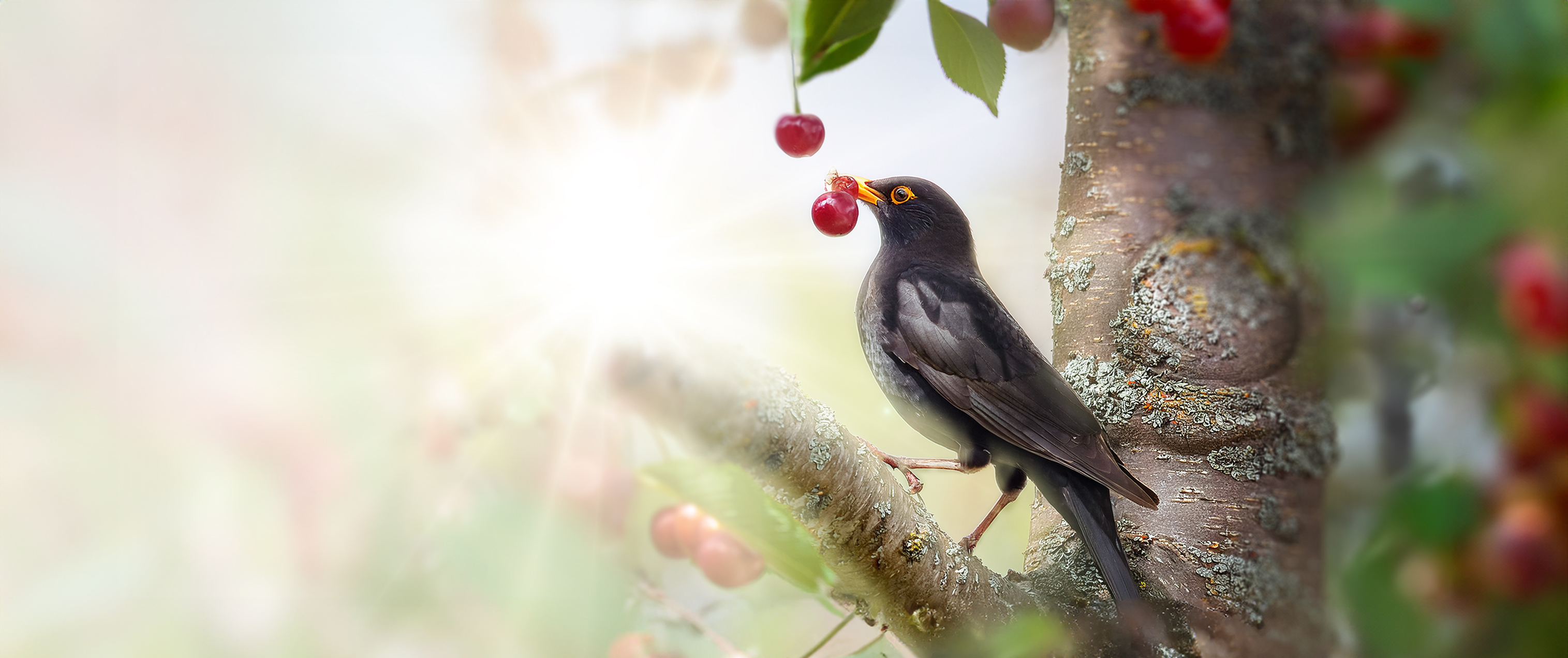 Répulsif Oiseaux
