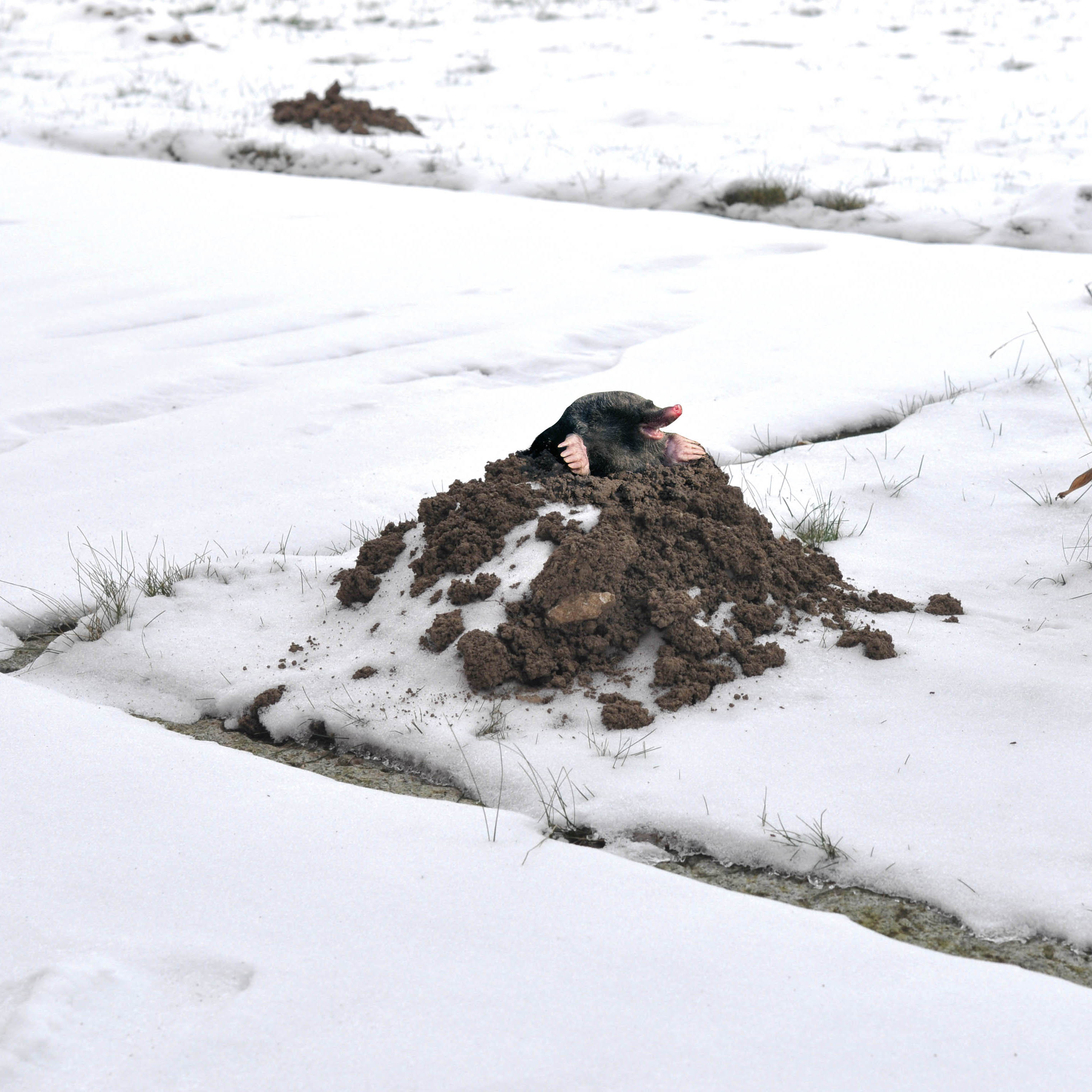 Auch im Winter sind Maulwürfe aktiv und suchen manchmal auch Nahrung über der Erde. 